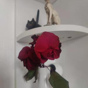 打光屁股㊙️网站
